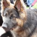 Loki