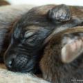 Chiots Yanka-2