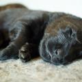 Chiots Yanka-4