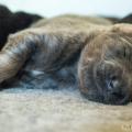 Chiots Yanka-5