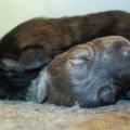 Chiots Yanka-7