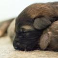 Chiots Yanka-8