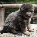 Chiots Yanka 5 semaines-12