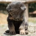 Chiots Yanka 5 semaines-17