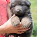 Chiots Yanka 5 semaines-20