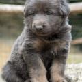 Chiots Yanka 5 semaines-21