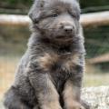 Chiots Yanka 5 semaines-23