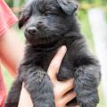 Chiots Yanka 5 semaines-24