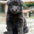 Chiots Yanka 5 semaines-26