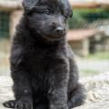 Chiots Yanka 5 semaines-27