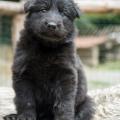 Chiots Yanka 5 semaines-28