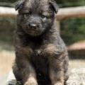 Chiots Yanka 5 semaines-31