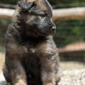 Chiots Yanka 5 semaines-33