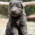 Chiots Yanka 5 semaines-37