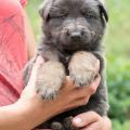 Chiots Yanka 5 semaines-39