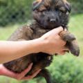 Chiots Yanka 5 semaines-4