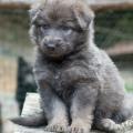 Chiots Yanka 5 semaines-45