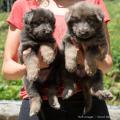 Chiots Yanka 5 semaines-47