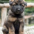 Chiots Yanka 5 semaines-5