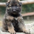 Chiots Yanka 5 semaines-7