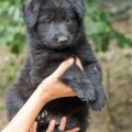 Chiots Yanka-1