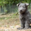 Chiots Yanka-11