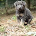 Chiots Yanka-15