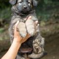 Chiots Yanka-16