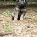 Chiots Yanka-17