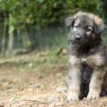 Chiots Yanka-19