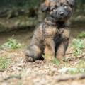 Chiots Yanka-23