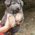 Chiots Yanka-26