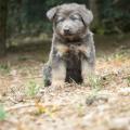 Chiots Yanka-27