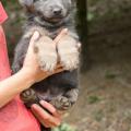Chiots Yanka-29