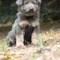 Chiots Yanka-31