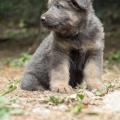 Chiots Yanka-34