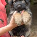 Chiots Yanka-38