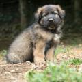 Chiots Yanka-39