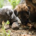 Chiots Yanka-45