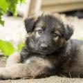 Chiots Yanka-46