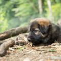 Chiots Yanka-48