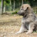 Chiots Yanka-6