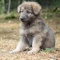 Chiots Yanka-7