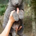 Chiots Yanka-8