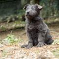 Chiots Yanka-9