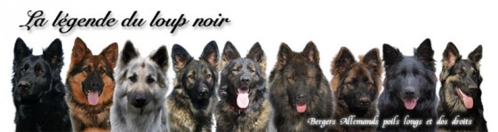 La Légende Du Loup Noir